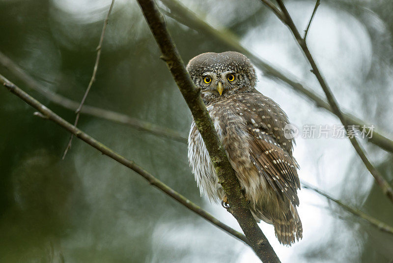 欧亚侏儒猫头鹰(Glaucidium passerinum)